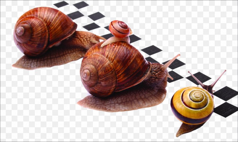 Racing Escargot Burgundy Snail U015alimaki, PNG, 1772x1062px, Racing, Burgundy Snail, Email, Email Marketing, Escargot Download Free