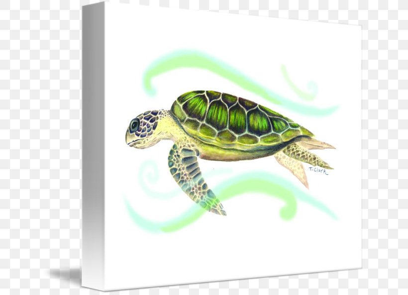 Sea Turtle Tortoise Pond Turtles, PNG, 650x593px, Sea Turtle, Emydidae, Fauna, Organism, Pond Turtles Download Free