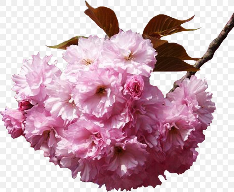 Flower Bouquet Cherry Blossom Clip Art, PNG, 1152x948px, Flower, Blossom, Branch, Cherry Blossom, Color Download Free