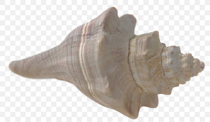 Seashell Beach, PNG, 1280x750px, Seashell, Beach, Conch, Image File Formats, Sea Download Free