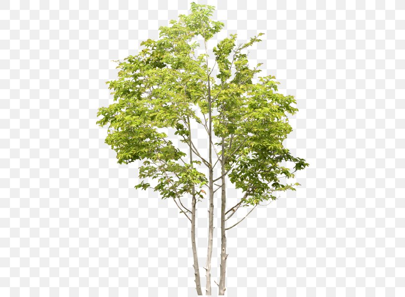 Tree Birch Clip Art, PNG, 440x600px, Tree, Birch, Branch, Data Conversion, Flowering Plant Download Free