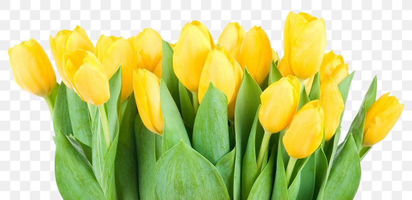 Tulipa Pulchella Flower Yellow Clip Art, PNG, 800x398px, Tulipa Pulchella, Cut Flowers, Floral Design, Floristry, Flower Download Free
