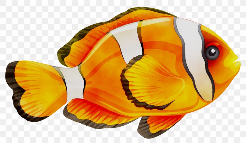 Stock Illustration Vector Graphics Drawing Clip Art Png 2904x1697px Drawing Anemone Fish Bonyfish Butterflyfish Clownfish Download