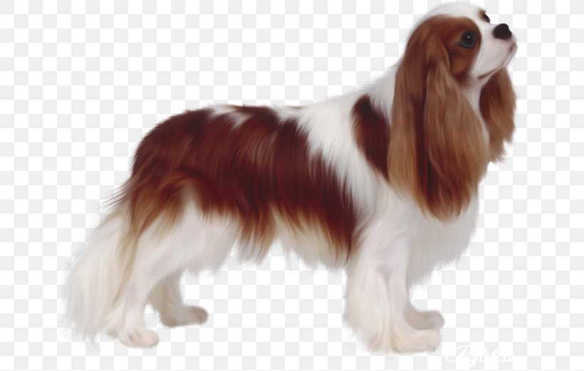 Cavalier King Charles Spaniel Poodle Dog Breed, PNG, 663x521px, Cavalier King Charles Spaniel, Breed, Carnivoran, Cavapoo, Coat Download Free