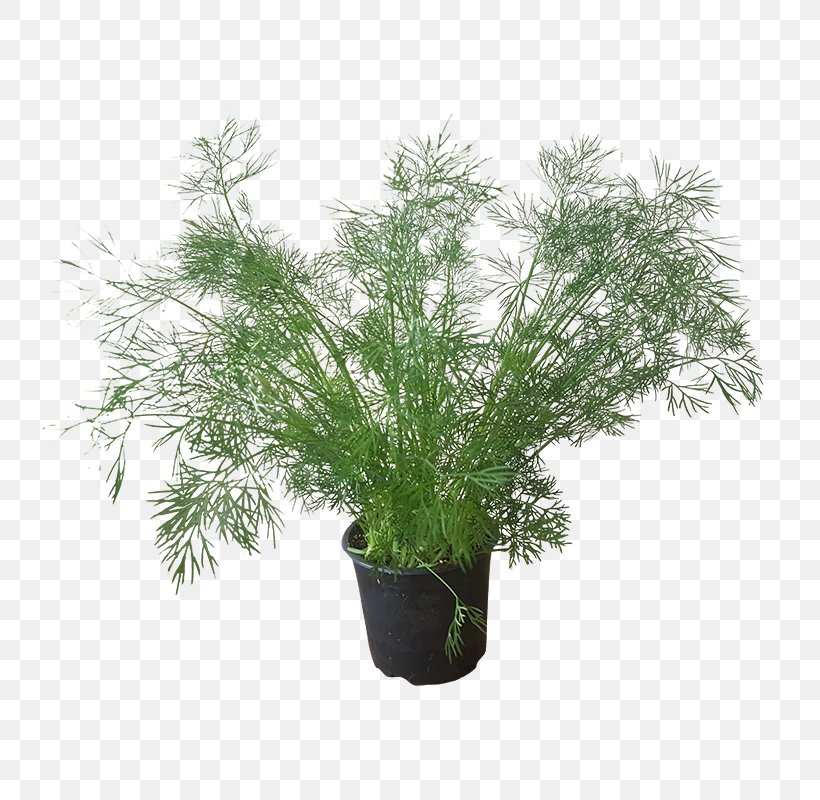 Dill Embryophyta Parsley Summer Savory Herb, PNG, 800x800px, Dill, Anethum, Annual Plant, Apiaceae, Borage Download Free