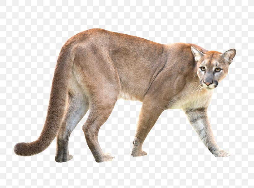 Stock Photography Cougar Royalty-free Puma, PNG, 777x608px, Stock Photography, Alamy, Big Cats, Can Stock Photo, Carnivoran Download Free