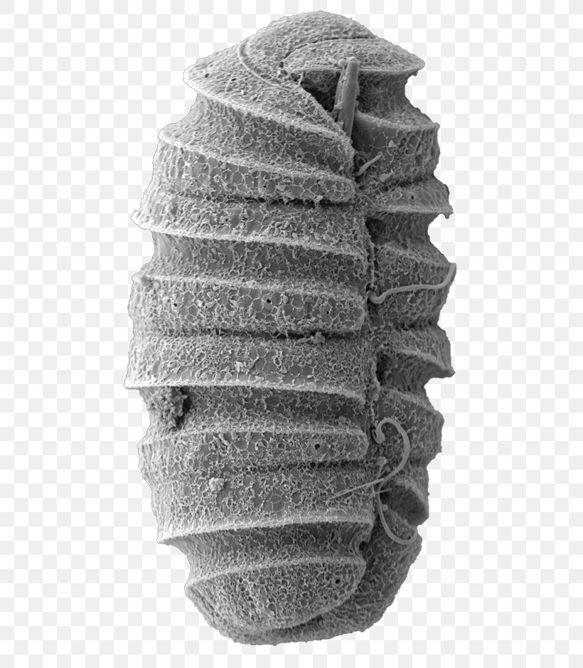 Weapon Electron Microscope Microorganism Microscopy, PNG, 500x939px, Weapon, Automotive Tire, Ballistics, Black And White, Dinoflagellates Download Free