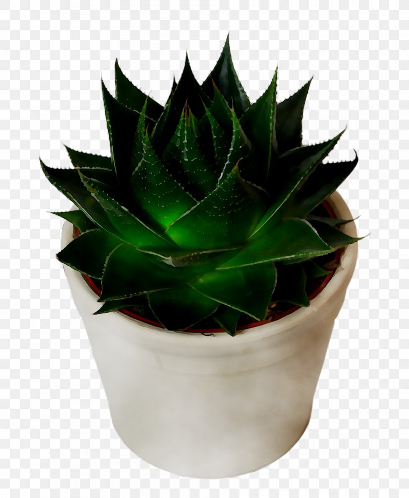 Agave Tequilana Houseplant Flowerpot Aloe Vera, PNG, 1814x2210px, Agave Tequilana, Agave, Aloe, Aloe Vera, Echeveria Download Free