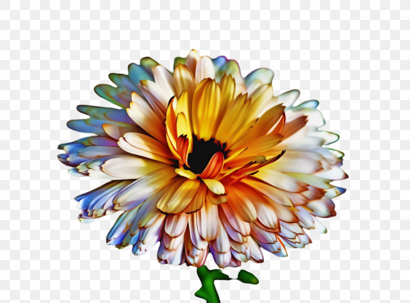 Flowers Background, PNG, 2324x1720px, Marigold, Aster, Bloom, Blossom, Calendula Download Free