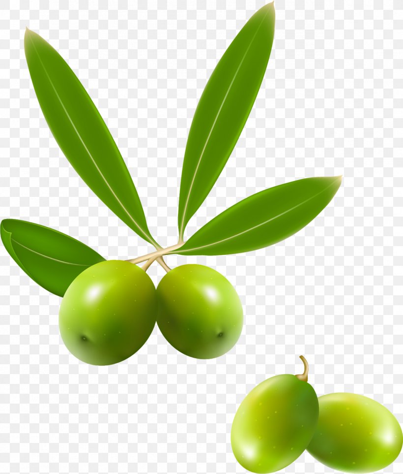 Olive Oil Plant Olive Oil Food, PNG, 1276x1500px, Olive, Food, Fruit, Leaf, Magnolia Denudata Download Free
