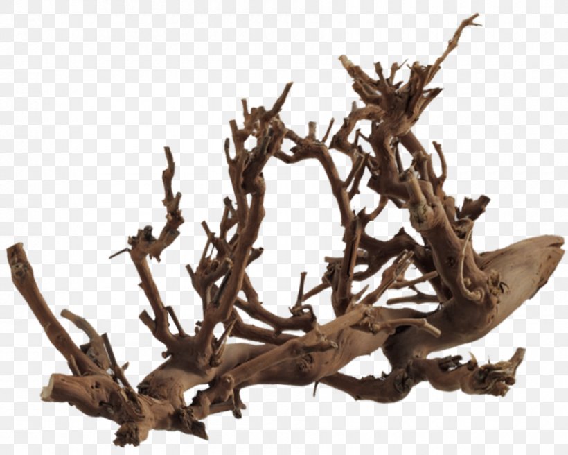 Tree Roots Photography, PNG, 900x720px, Tree Roots, Branch, Deviantart, Driftwood, Fundal Download Free