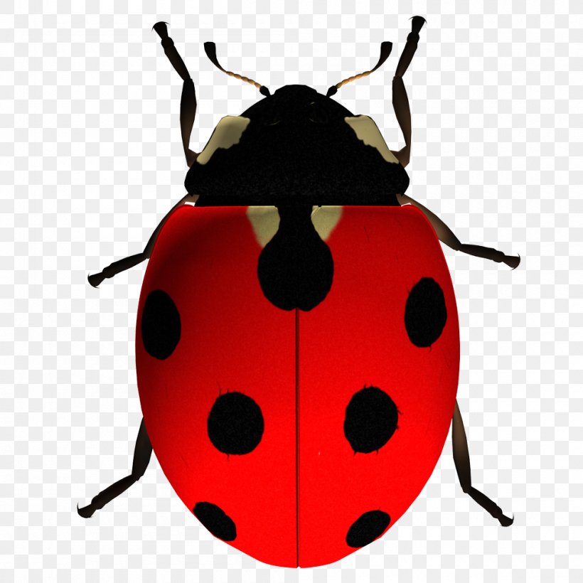 Beetle Lucky Ladybug Clip Art Image, PNG, 1000x1000px, Beetle, Arthropod, Coccinella, Drawing, Insect Download Free