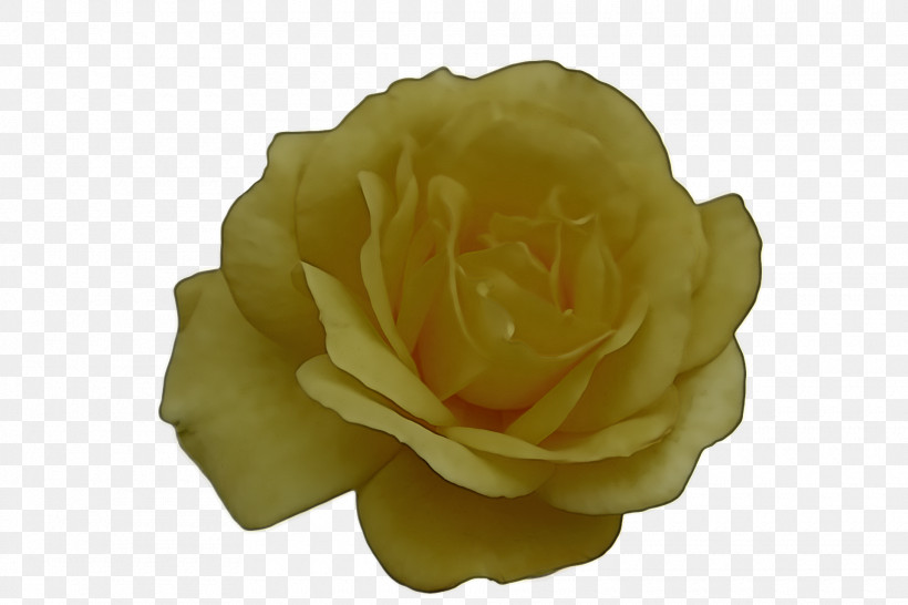 Garden Roses, PNG, 1920x1280px, Garden Roses, Cabbage Rose, Garden, Petal, Rose Download Free