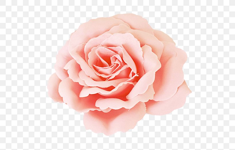 Garden Roses Centifolia Roses Photography Pink, PNG, 700x524px, Garden Roses, Centifolia Roses, China Rose, Close Up, Cut Flowers Download Free