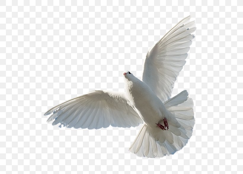 Holy Spirit Bible Trinity God, PNG, 700x590px, Holy Spirit, Baptism, Beak, Bible, Bird Download Free