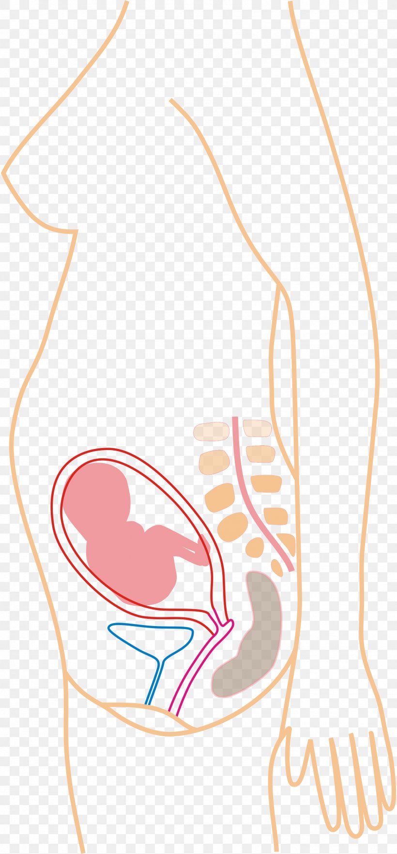 Pregnancy Childbirth Gestation Fetus, PNG, 1579x3391px, Watercolor, Cartoon, Flower, Frame, Heart Download Free