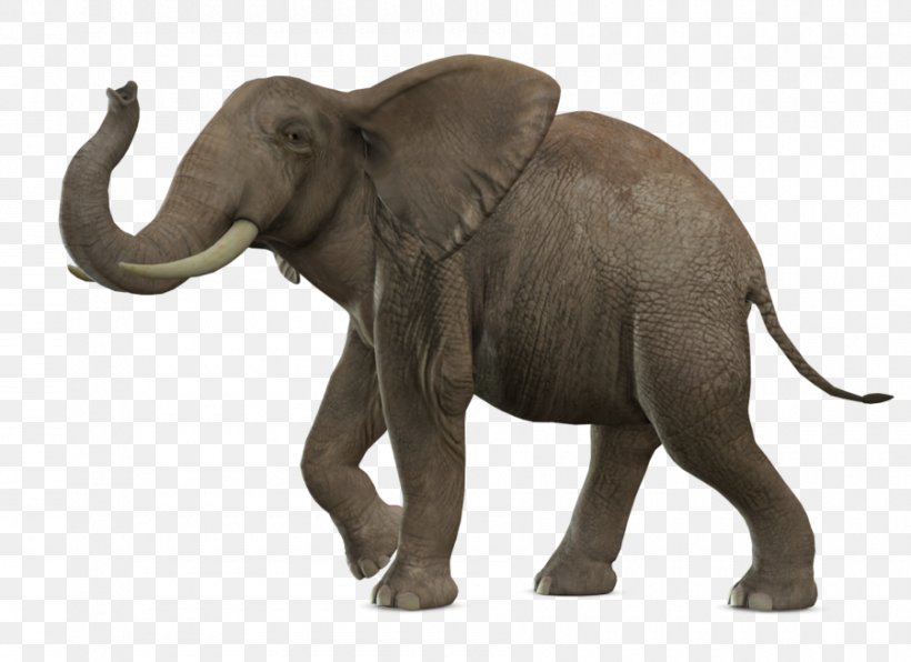 African Bush Elephant Asian Elephant, PNG, 900x655px, African Bush Elephant, African Elephant, African Forest Elephant, Asian Elephant, Elephant Download Free