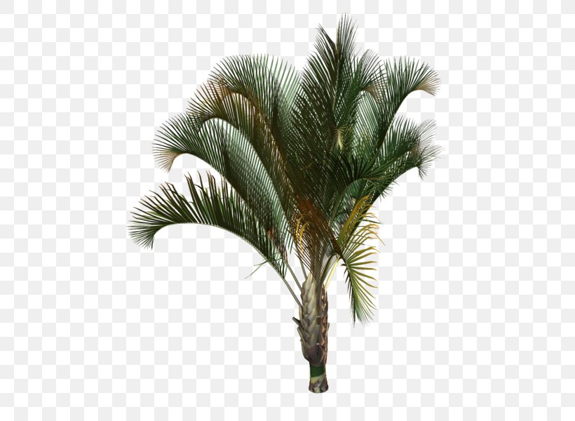 Arecaceae Tree Plant Drawing Areca Palm, PNG, 499x600px, Arecaceae, Areca Palm, Arecales, Attalea Speciosa, Babassu Download Free