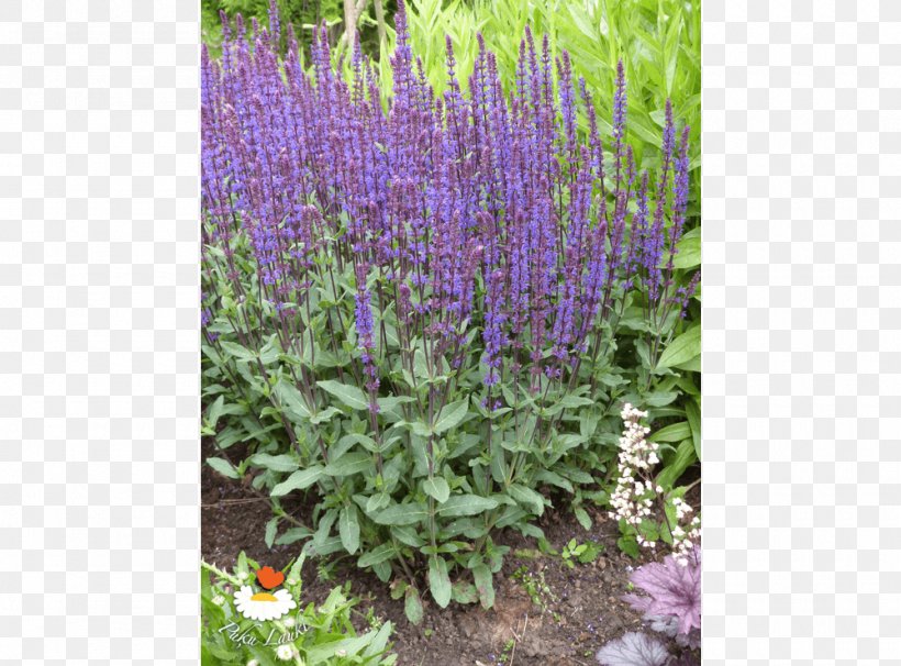 English Lavender Common Sage Lavandula Dentata Hyssopus Subshrub, PNG, 1000x740px, English Lavender, Annual Plant, Catmints, Common Sage, Flower Download Free