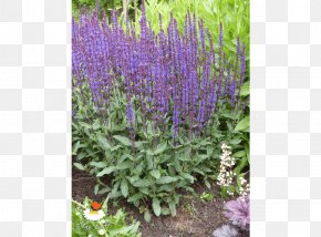 English Lavender Common Sage Lavandula Dentata Hyssopus Subshrub PNG