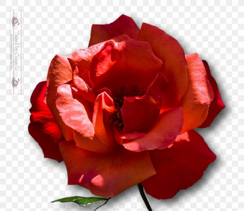 Garden Roses Cabbage Rose Floribunda Flower Petal, PNG, 858x742px, Garden Roses, Amyotrophic Lateral Sclerosis, Cabbage Rose, China Rose, Closeup Download Free