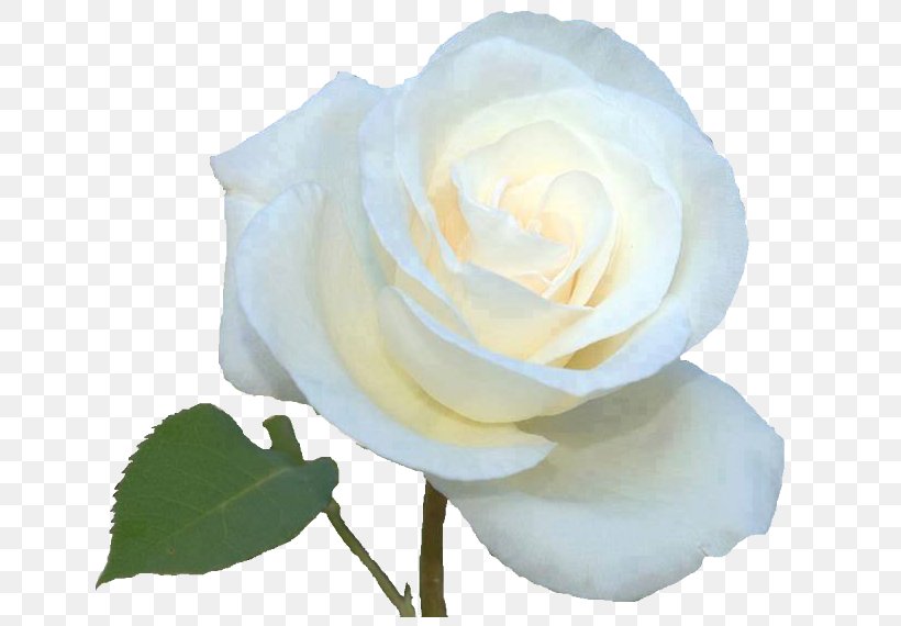 Garden Roses Cabbage Rose Floribunda White Rose Of York, PNG, 657x570px, Garden Roses, Background Light, Cabbage Rose, Cut Flowers, Floribunda Download Free