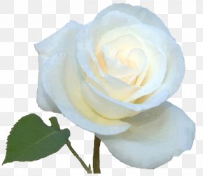 Flower - Garden Roses Cabbage Rose Floribunda White Rose Of York PNG