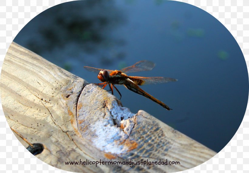 Insect Dragonfly Invertebrate Pest Arthropod, PNG, 2497x1733px, Insect, Arthropod, Dragonflies And Damseflies, Dragonfly, Invertebrate Download Free