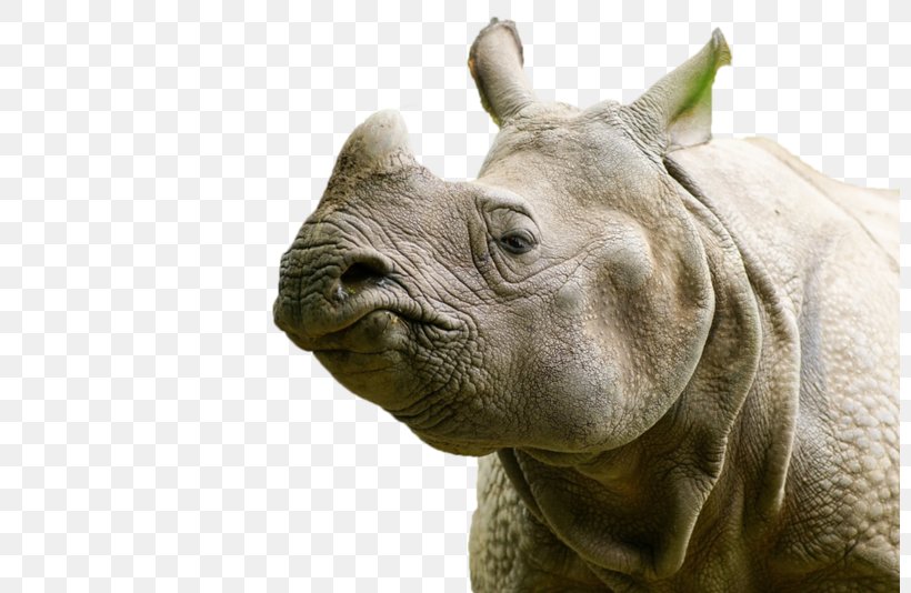 Rhinoceros Maresi Terrestrial Animal, PNG, 800x534px, 2017, Rhinoceros, Animal, Fauna, Gender Download Free