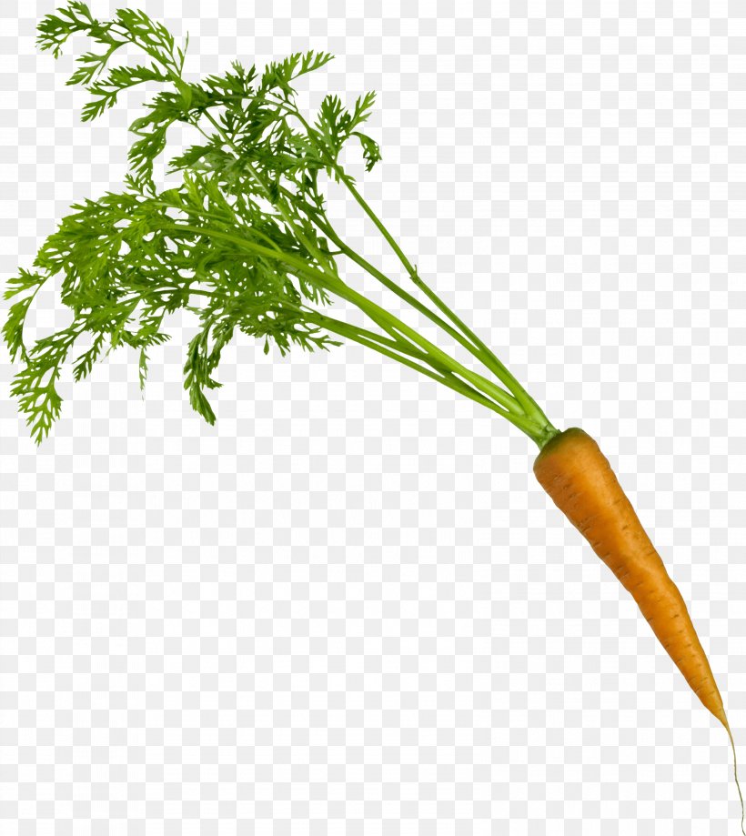 Carrot Vegetable, PNG, 3178x3564px, Juice, Bell Pepper, Carrot, Fruit, Grass Download Free