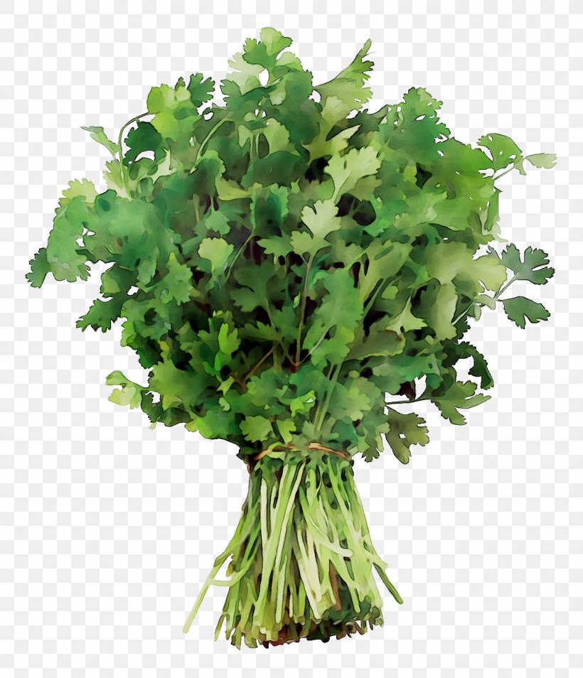 Coriander Parsley Spring Greens Recipe, PNG, 1181x1374px, Coriander, Annual Plant, Celery, Chervil, Chinese Celery Download Free
