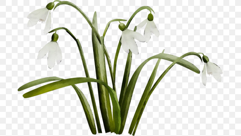 Flower Galanthus Snowdrop Plant Summer Snowflake, PNG, 699x462px, Watercolor, Amaryllis Family, Crinum, Flower, Galanthus Download Free