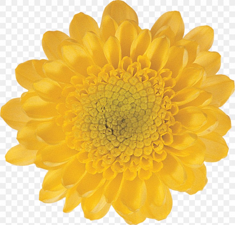 Kvitu.in.ua Artificial Flower Yellow Color, PNG, 914x878px, Flower, Artificial Flower, Brightness, Chrysanths, Color Download Free