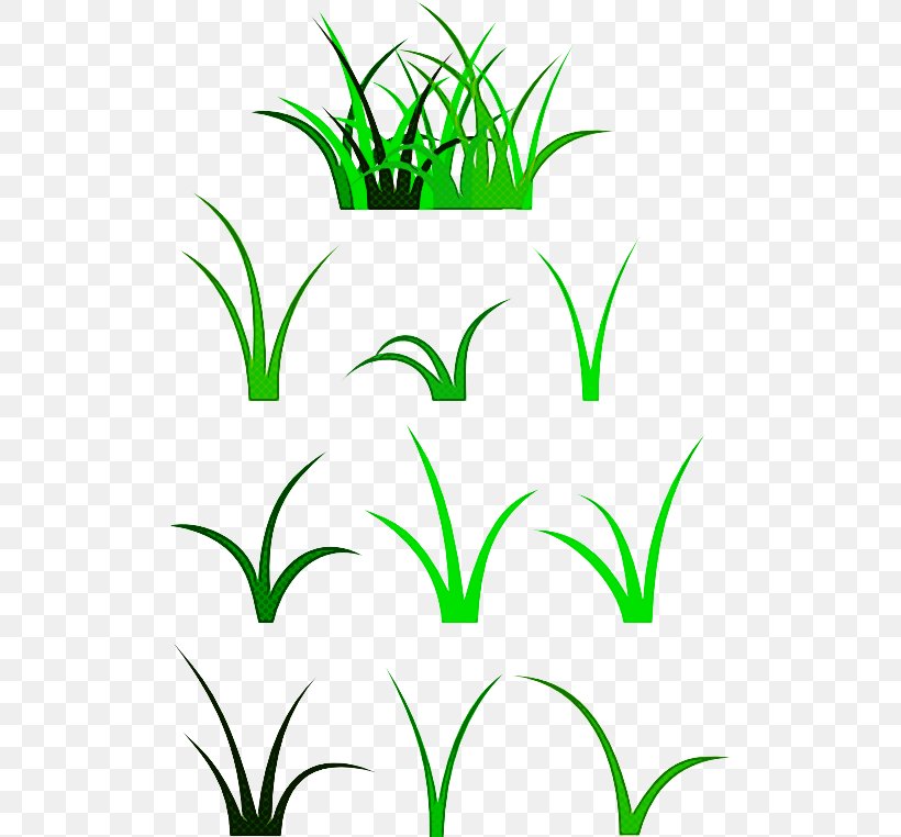 Green Grass Leaf Plant Grass Family, PNG, 512x762px, Green, Flower, Grass, Grass Family, Leaf Download Free