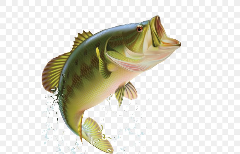 Largemouth Bass Bass Fishing Sunfishes, PNG, 534x526px, Largemouth Bass, Bass, Bass Fishing, Bony Fish, Cod Download Free
