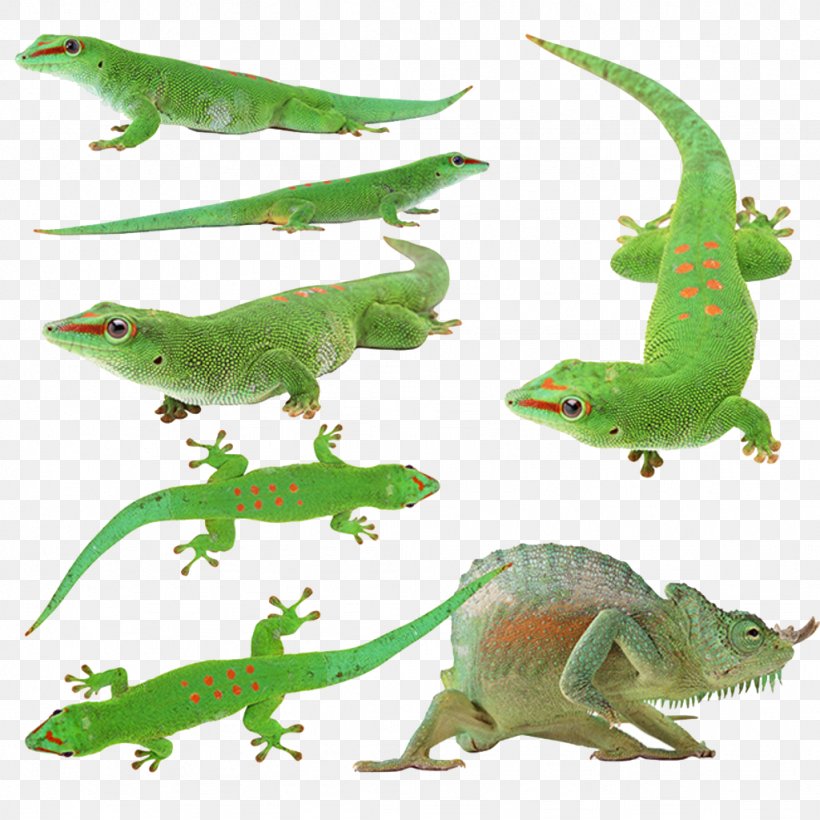 Lizard Reptile Green Iguana Chameleons Cat, PNG, 1024x1024px, Lizard, Amphibian, Animal, Animal Figure, Cat Download Free