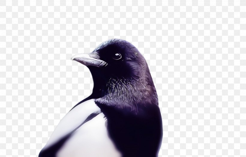Penguin, PNG, 2496x1604px, Bird, Beak, Flightless Bird, Magpie, Penguin Download Free