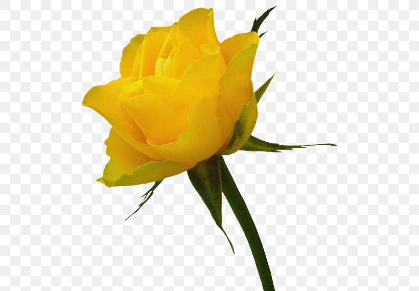 Rose Yellow Clip Art, PNG, 521x569px, Rose, Bud, Cut Flowers, Floribunda, Floristry Download Free