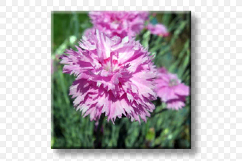 Carnation Herbaceous Plant Bugleherb Perennial Plant Garden Pink, PNG, 600x548px, Carnation, Annual Plant, Aster, Bugleherb, Bugleweed Download Free
