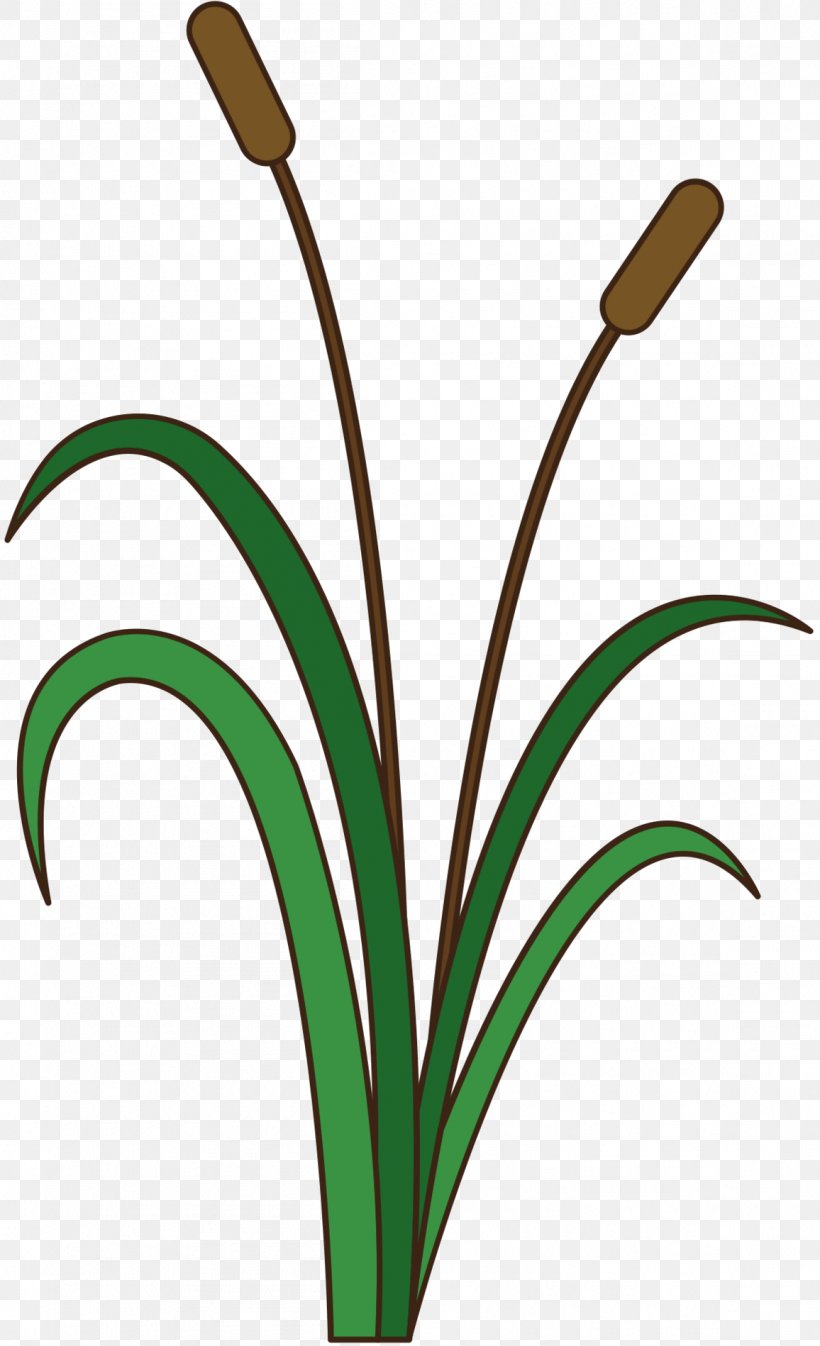 Clip Art Grasses Plant Stem Line Product, PNG, 1156x1898px, Grasses, Botany, Branching, Flower, Flowering Plant Download Free