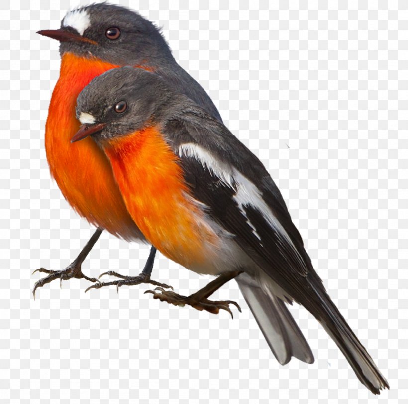 Songbird European Robin Cygnini, PNG, 1105x1094px, Bird, Autumn, Beak, Birdwatching, Cygnini Download Free