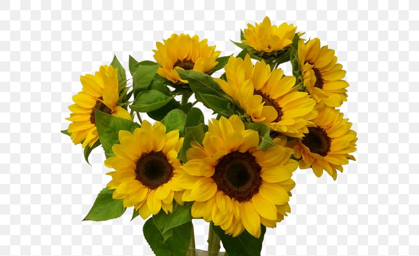 Common Sunflower Floristería Bilbao Gandarias Cut Flowers Floral Design, PNG, 582x501px, Common Sunflower, Annual Plant, Bilbao, Cut Flowers, Daisy Family Download Free