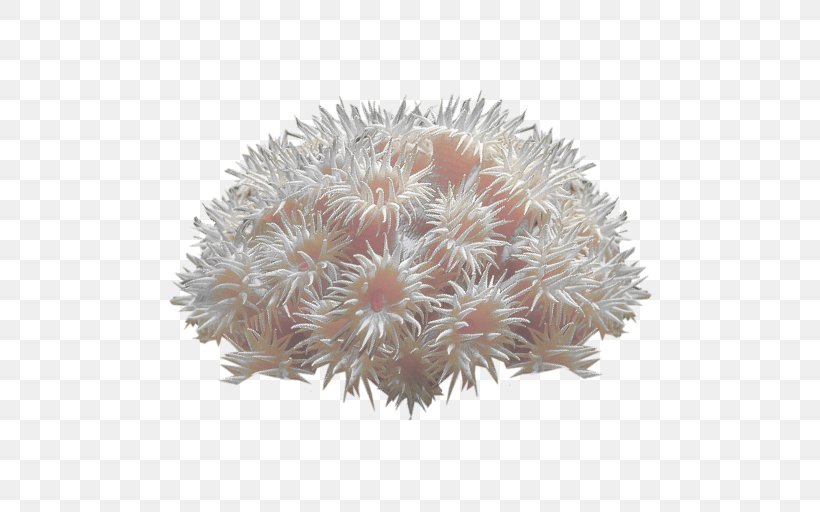 Coral Reef Deep-water Coral Sea Anemone, PNG, 512x512px, Coral, Alcyonacea, Aquatic Plants, Coral Reef, Deep Sea Download Free