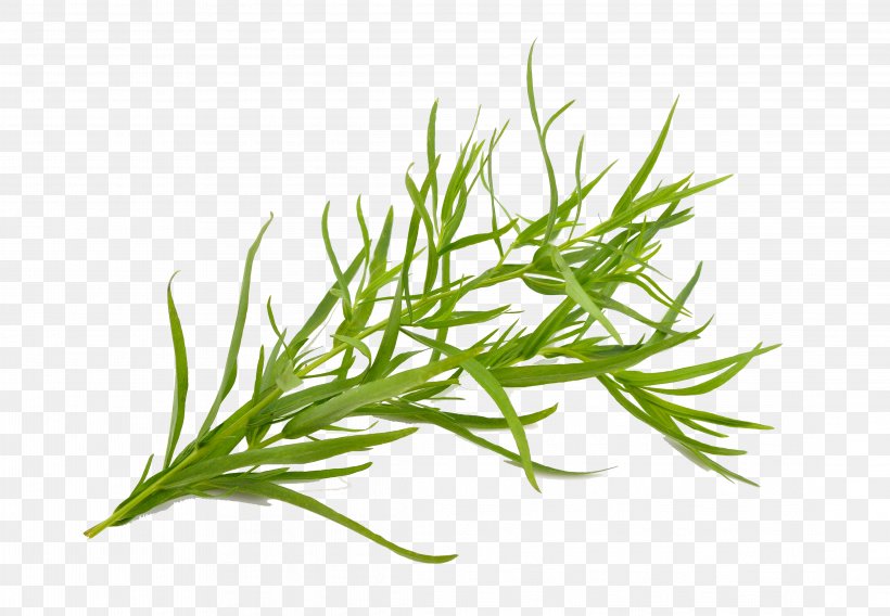 Tarragon Herb French Fries Plant Oil, PNG, 4447x3082px, Tarragon, Aquarium Decor, Commodity, Essential Oil, French Fries Download Free