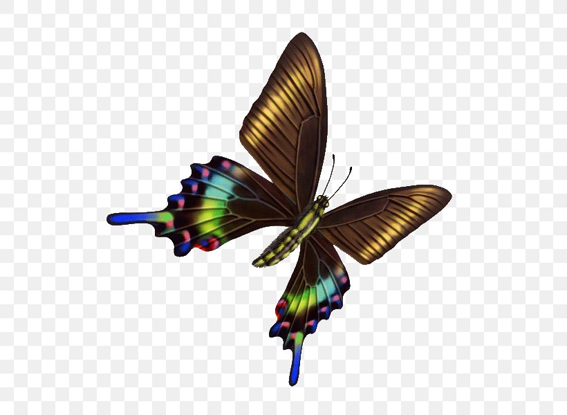 Butterfly Wing Clip Art, PNG, 600x600px, Butterfly, Arthropod, Brush Footed Butterfly, Character Structure, Insect Download Free