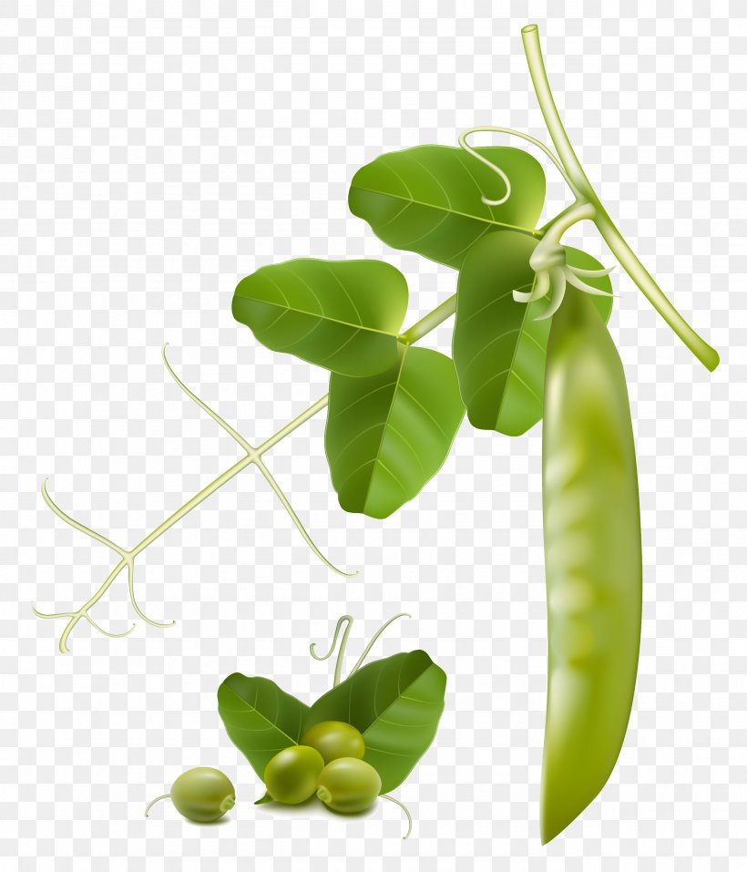 Snow Pea Vegetable Snap Pea Clip Art, PNG, 2570x3000px, Snow Pea, Bean, Food, Fruit, Green Bean Download Free