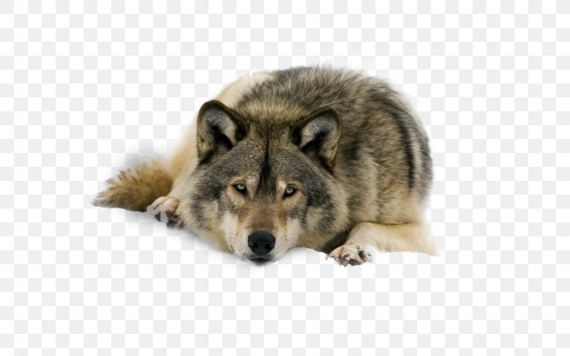 Arctic Wolf Desktop Wallpaper Lone Wolf Pack Black Wolf, PNG, 1280x800px, Arctic Wolf, Animal, Black Wolf, Canis Lupus Tundrarum, Carnivoran Download Free