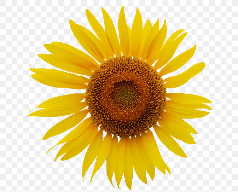 Common Sunflower Royalty-free Clip Art, PNG, 659x662px, Common Sunflower, Asterales, Close Up, Daisy Family, Drawing Download Free