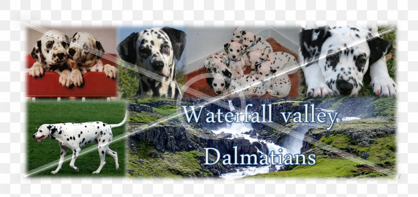Dalmatian Dog Dairy Cattle Puppy, PNG, 1340x631px, Dalmatian Dog, Cattle, Cattle Like Mammal, Collage, Dairy Download Free