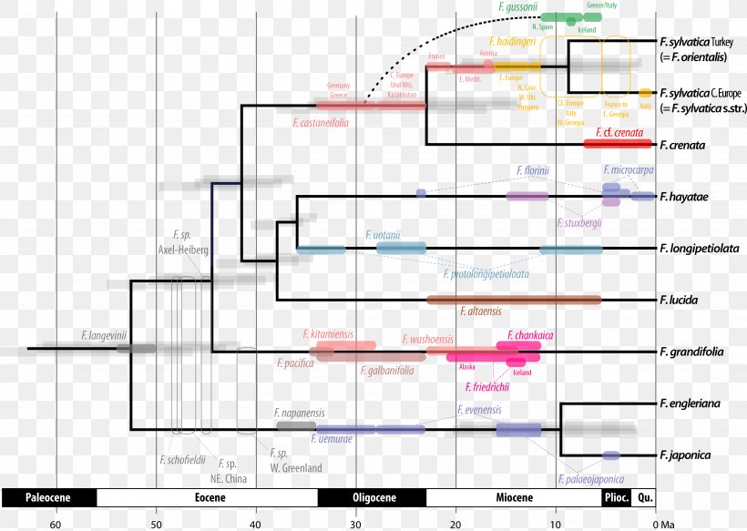 Phylogenetics Fossil Molecular Clock Phylogenetic Network Phylogenetic Tree, PNG, 3436x2443px, Phylogenetics, Area, Clade, Computer Program, Diagram Download Free